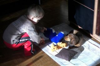 Jamnik d�ugow�osy NAILA